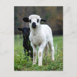 Niedlich Baby Lamp Ewe - Funny Farm Animes Postkarte