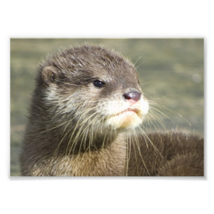 Niedlich Baby Otter Fotodruck
