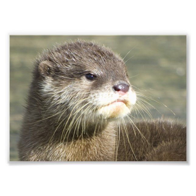 Niedlich Baby Otter Fotodruck (Vorne)