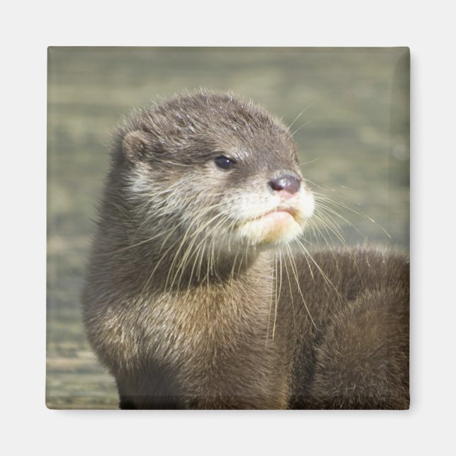 Niedlich Baby Otter Magnet (Vorne)