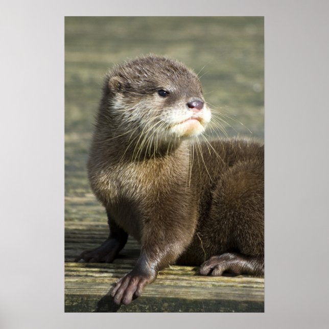 Niedlich Baby Otter Poster (Vorne)