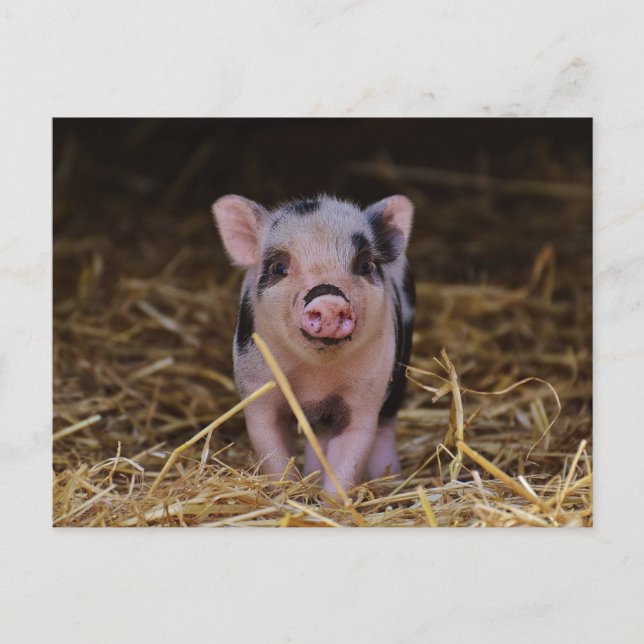 Niedlich Baby Pig Custom Postcard Postkarte (Vorderseite)