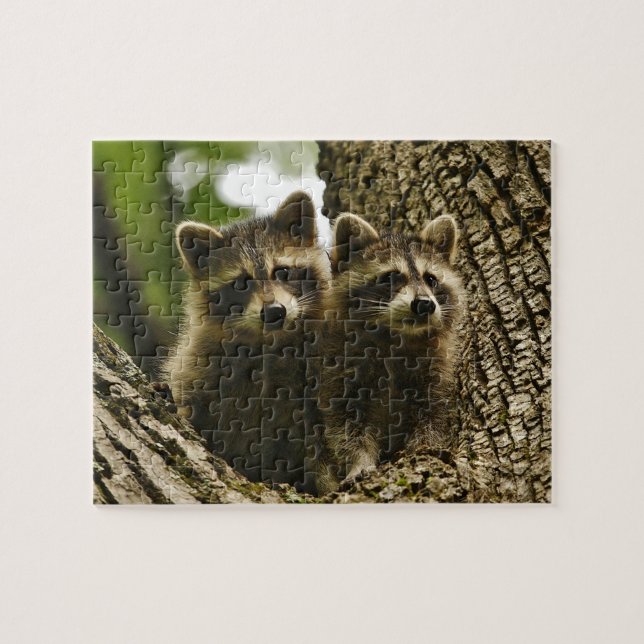 Niedlich Baby Raccoons (Horizontal)