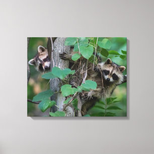 Niedlich Baby Raccoons Leinwanddruck