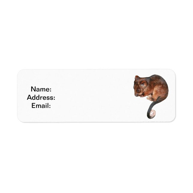 Niedlich Baby Ringtail Possum (Vorne)