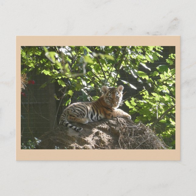 Niedlich Baby Tiger DIY Postkarte (Vorderseite)