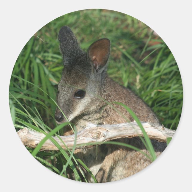 Niedlich Baby Wallaby Runder Aufkleber (Vorderseite)
