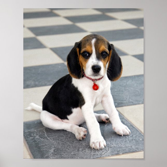 Niedlich Beagle Welpe Foto Poster (Vorne)