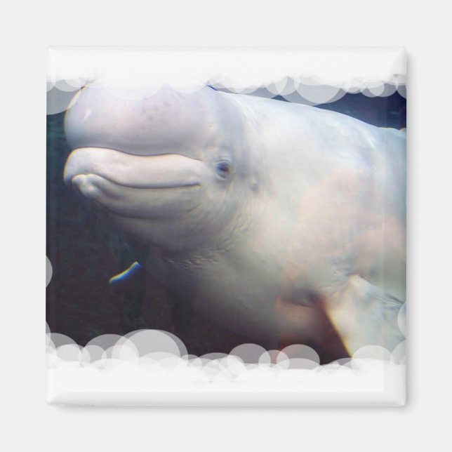 Niedlich Beluga Whale Magnet (Vorne)