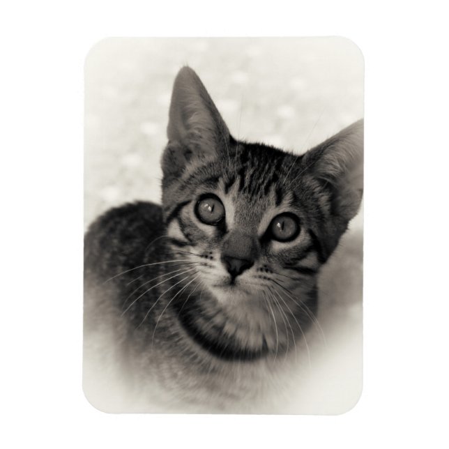 Niedlich Bengalisch Kitten Magnet (Vertikal)