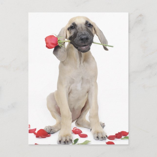 niedlich, Bewunderung, Romantik, Liebe, Postkarte (Vorderseite)