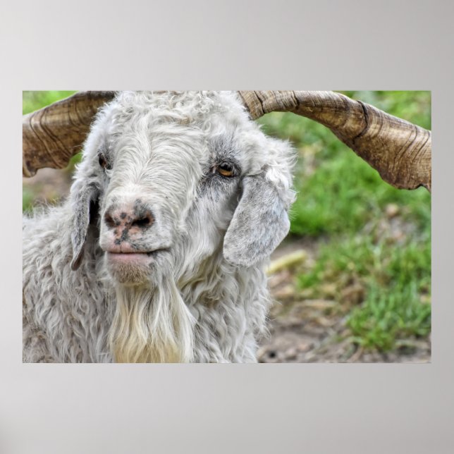 Niedlich Billy Goat Poster (Vorne)