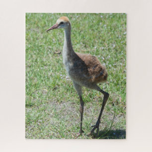 Niedlich Bird Florida Sandhill Krane Naturfotograf