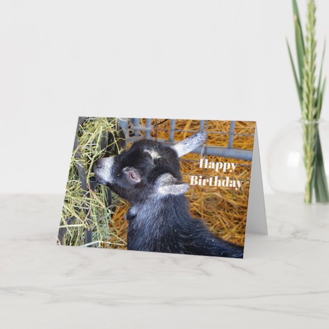 Niedlich Black Baby Goat Eating Hay Birthday Karte (Vorderseite)
