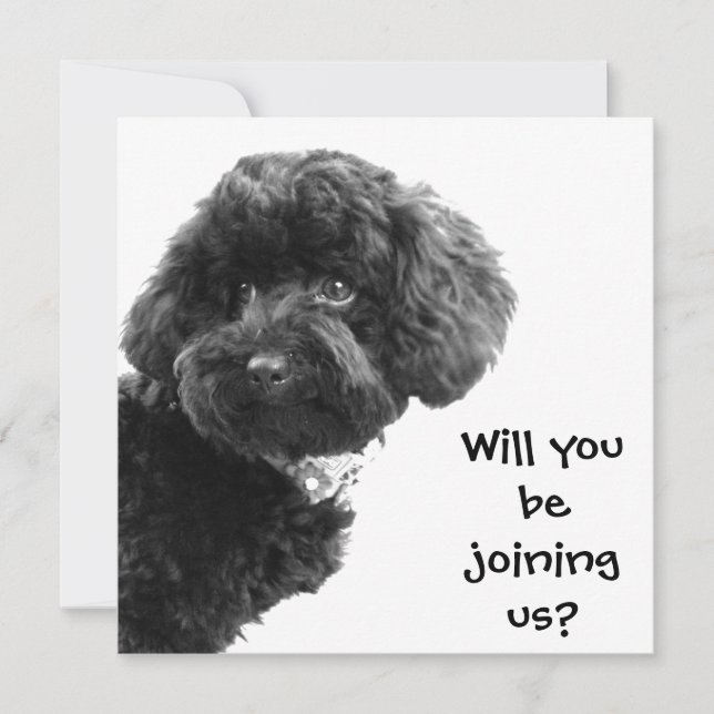 Niedlich Black Toy Poodle © Personalisiertes Party Einladung (Vorderseite)