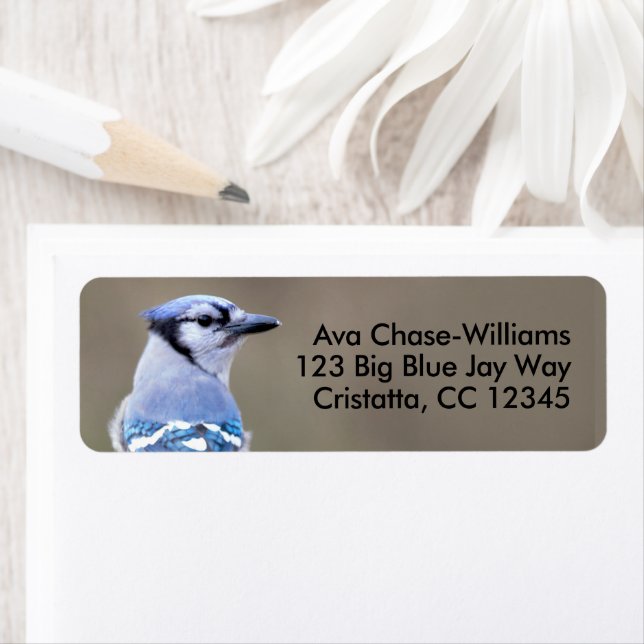 Niedlich Blue Jay Songbird auf Treestump (Insitu)