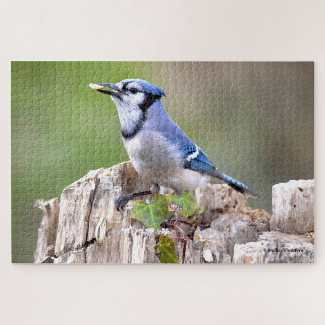 Niedlich Blue Jay Songbird auf Treestump (Horizontal)