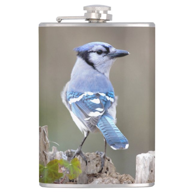 Niedlich Blue Jay Songbird auf Treestump Flachmann (Vorderseite)