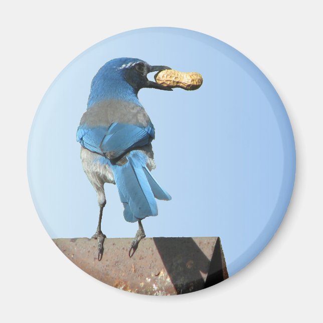 Niedlich Blue Scrub Jay Bird & Peanut Magnet (Vorne)