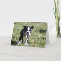 Niedlich Boston Terrier Blank