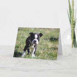 Niedlich Boston Terrier Blank Dankeskarte