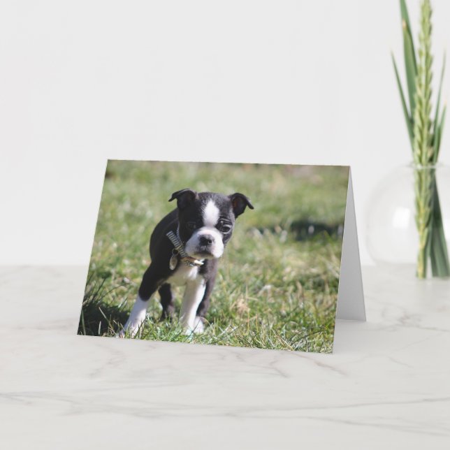 Niedlich Boston Terrier Blank Dankeskarte (Vorderseite)