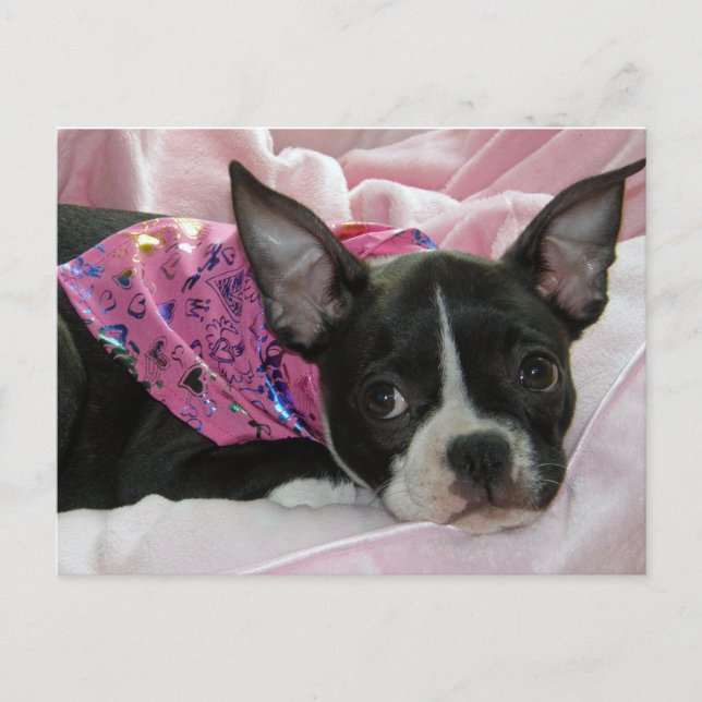 Niedlich Boston Terrier Puppy Postkarte (Vorderseite)