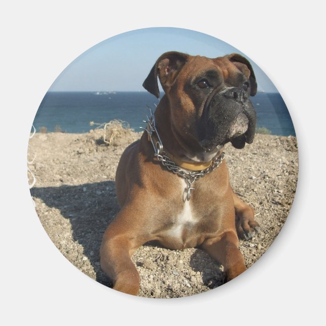 Niedlich Boxer Dog Magnet (Vorne)