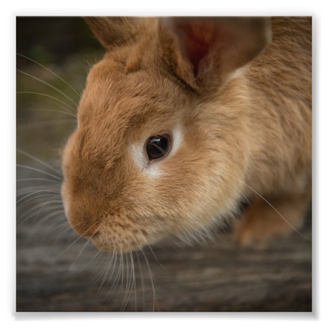 Niedlich-brauner Hase Fotodruck (Vorne)