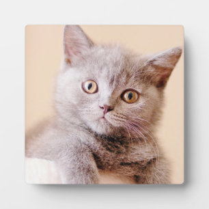 Niedlich British Shorthair Cat Fotoplatte