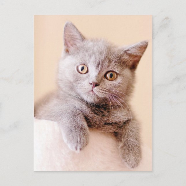 Niedlich British Shorthair Cat Postkarte (Vorderseite)