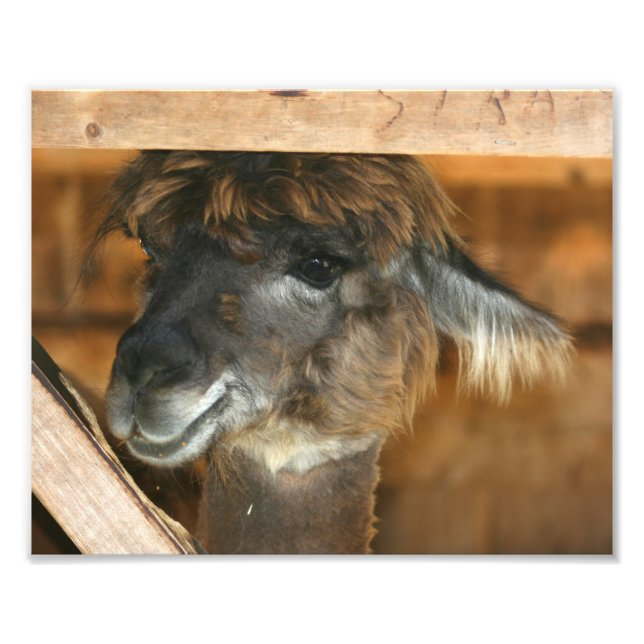 Niedlich Brown Alpaca 10x8 Farm Tier Fotodruck (Vorne)