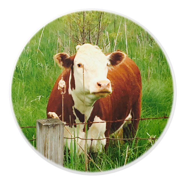 Niedlich Brown Cow 4Jojo Keramikknauf (Vorderseite)