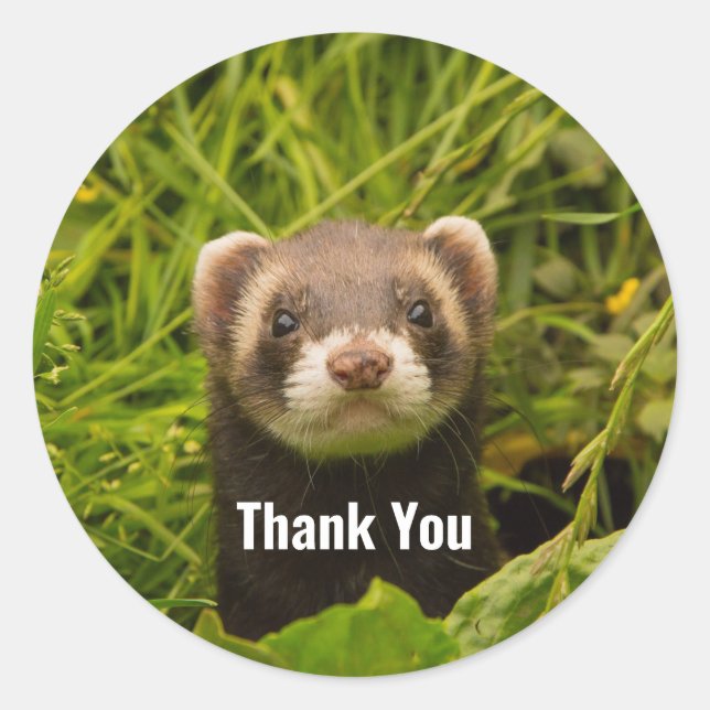 Niedlich Brown Ferret im Gras Danke Runder Aufkleber (Vorderseite)