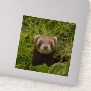 Niedlich Brown Ferret im Gras-Foto Aufkleber