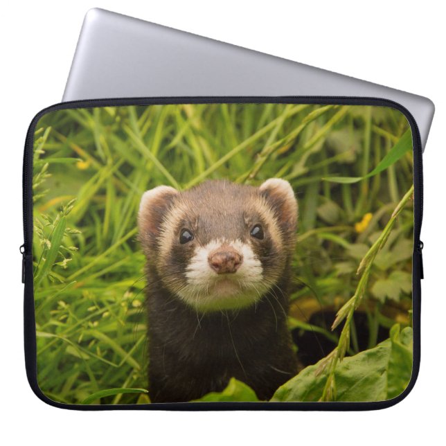 Niedlich Brown Ferret im Gras-Foto Laptopschutzhülle (Vorderseite)
