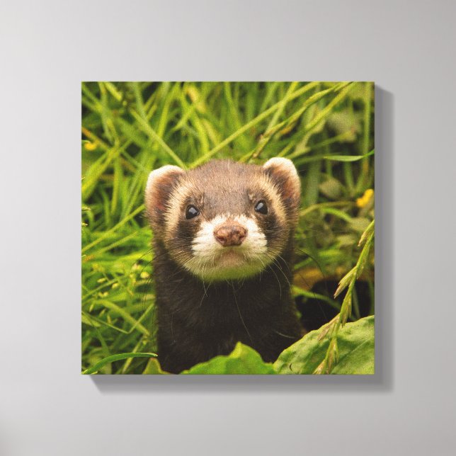 Niedlich Brown Ferret im Gras-Foto Leinwanddruck (Vorderseite)