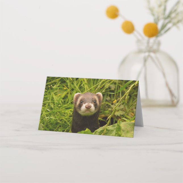 Niedlich Brown Ferret im Gras-Foto Platzkarte (Vorderseite)