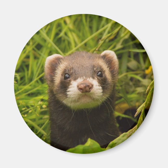 Niedlich Brown Ferret im Gras Magnet (Vorne)