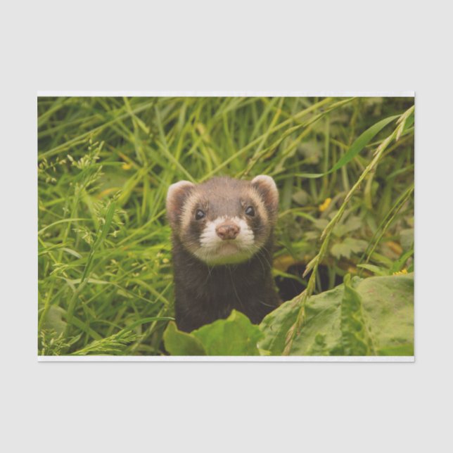 Niedlich Brown Ferret im Gras Seidenpapier (Vorderseite)