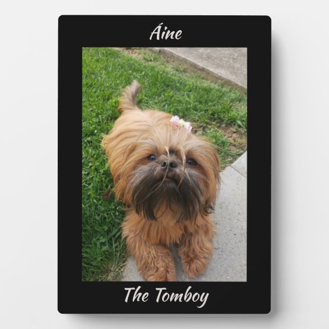 Niedlich Brown Tomboy Yorkshire Terrier Fotoplatte (Vorderseite)