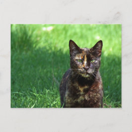 Niedlich Brown Tortoiseshell Cat Foto Postkarte