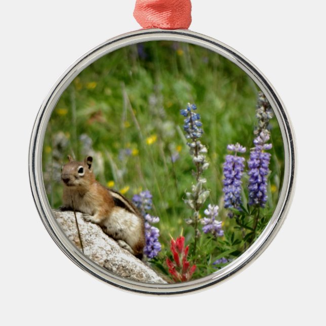 Niedlich Brown White Chipmunk Silbernes Ornament (Vorne)