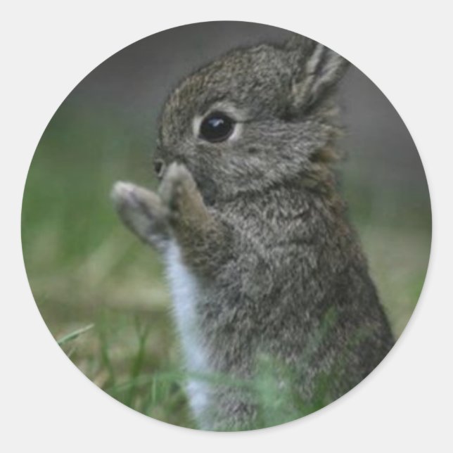 Niedlich Bunny Runder Aufkleber (Vorderseite)