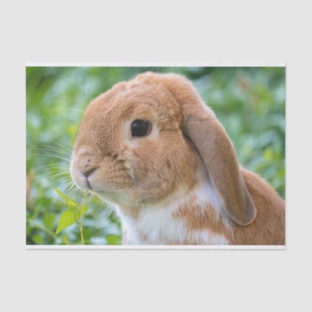 Niedlich Bunny Seidenpapier (Vorderseite)