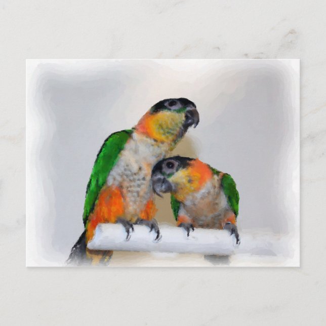 Niedlich Caique Parrot Pair Bird Postkarte (Vorderseite)