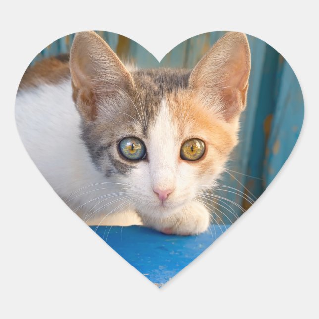 Niedlich Calico Cat Kitten Funny Curious Eyes Foto Herz-Aufkleber (Vorderseite)