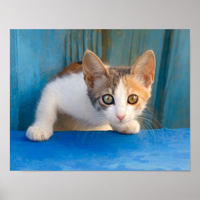 Niedlich Calico Cat Kitten Funny Curious Eyes Foto Poster (Vorne)