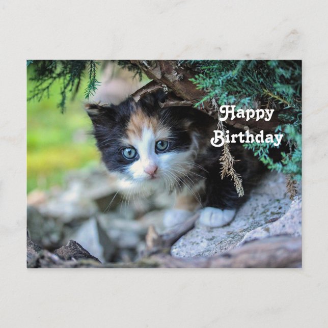 Niedlich Calico Kitten Foto Geburtstag Postkarte (Vorderseite)