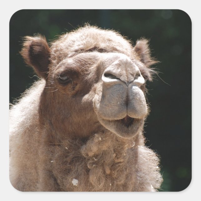 Niedlich Camel Quadratischer Aufkleber (Vorderseite)